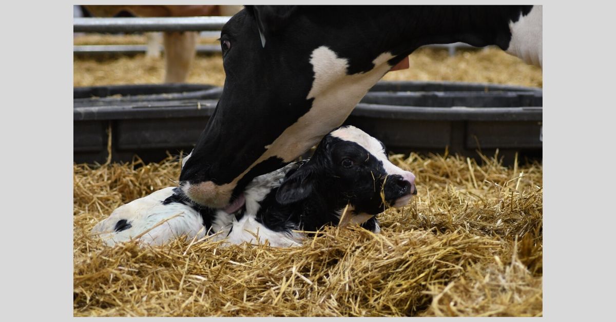 farm show 2020 calving corner.jpg